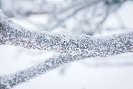 Frosted spruces in white fog. Winter forest. Winter wonderland.