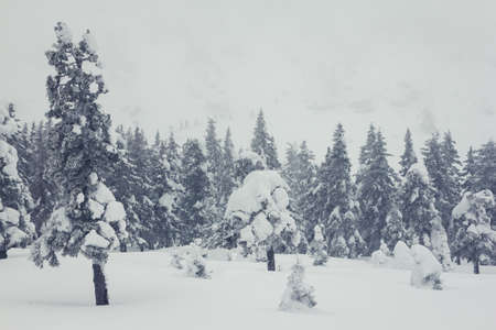 Frosted spruces in white fog. Winter forest. Winter wonderland.