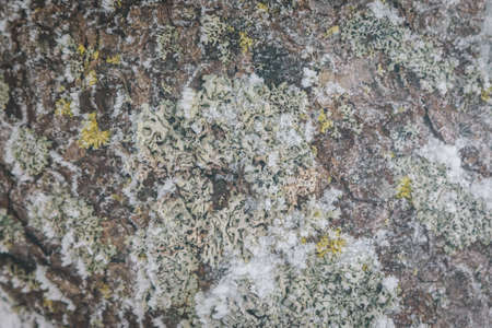 The bark of the oak tree photographed close up in winterの写真素材