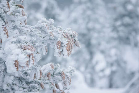 Frosted spruces in white fog. Winter forest. Winter wonderland.