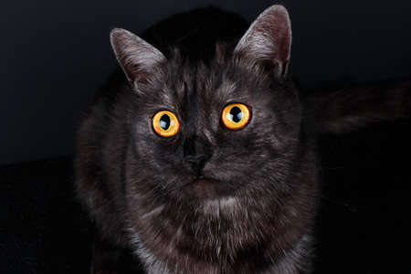 Portrait of a beautiful healthy British Scottish cat on a dark background. wheatの写真素材
