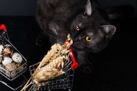 mini food cart with food ( wheat, bagel, eggs) on dark black backgroundの写真素材