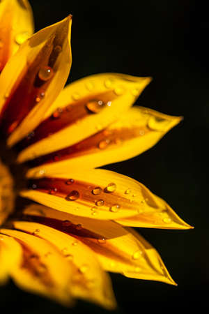 Great gazania on a dark background with water drops.の写真素材