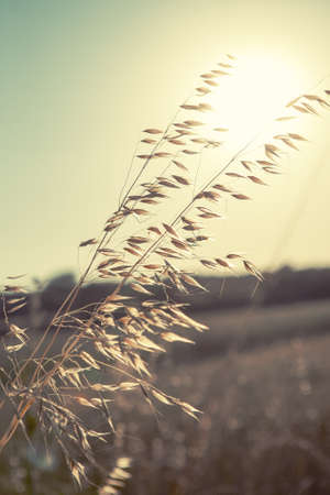 Ear of corn with great sun with old vintage styleの写真素材