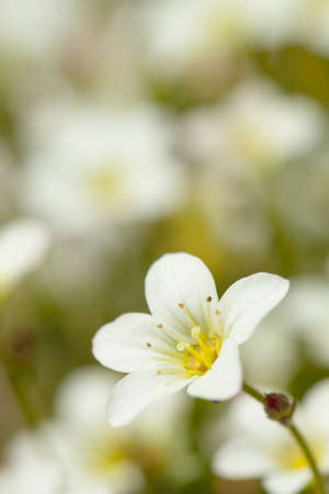 Small beautiful flower in a spring garden.の写真素材