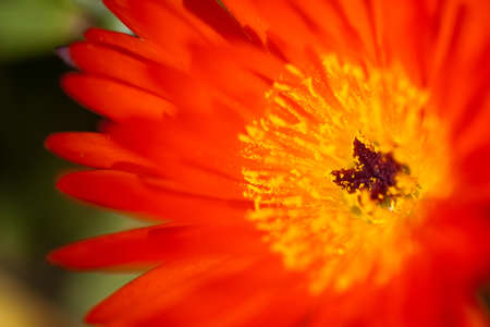 Floral abstract in red, orange and yellow colors.の写真素材
