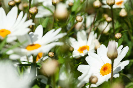 Fresh daisies garden on a sunny day.の写真素材