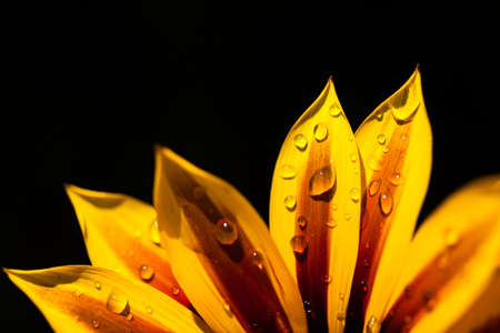 Great gazania on a dark background with water drops.の写真素材