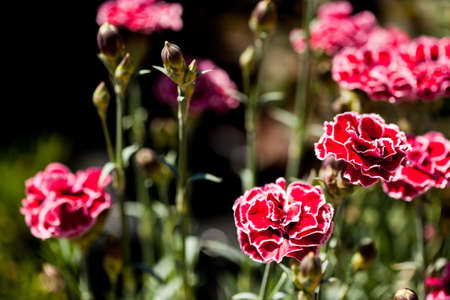 Carnation field in a unny day with selective focus.の写真素材
