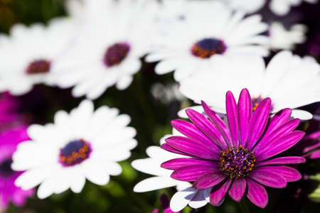 Detail of some spring daisies with great purple daisy in right of the image.の写真素材