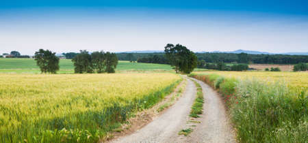 Rural scene with little pathway and wheat fields on summertime.の写真素材