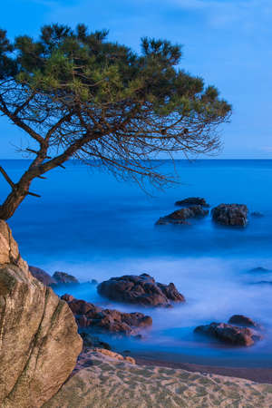 View of this great corner of Costa Brava at night, with its typical pine.の写真素材