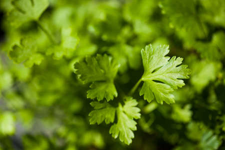 Fresh garden parsley on a bright sunny day, on detail. Selective focus on right leaf. Macro lens.の写真素材