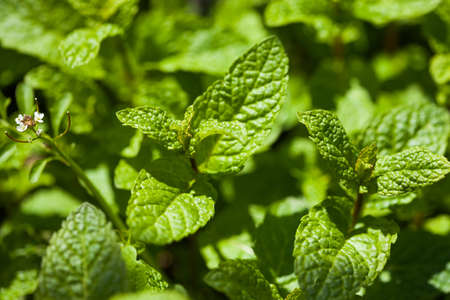Fresh garden mint on a sunny day.