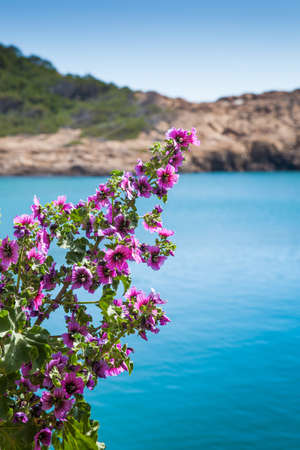Costa Brava detail in springtime 