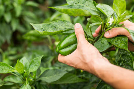 Green organic pepper with farmer hand in orchard.