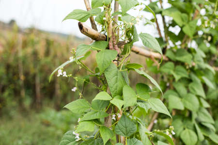 Green beans orchard.の写真素材
