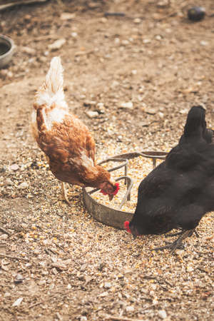 Hens in a free range farm. This hens lay first quality organic eggs.の写真素材