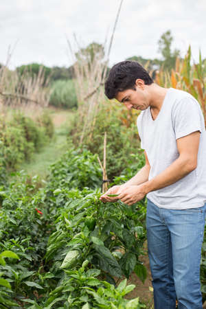 Young farmer checking the vegetables.