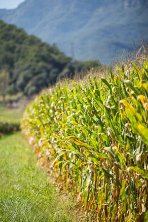 Great cultivated cornfield rural landscape.の写真素材