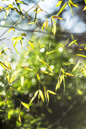 Nature detail background, bamboo wallpaperの写真素材