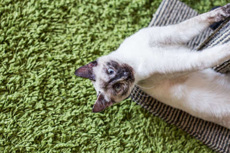 Funny siamese cat portrait in her playground.の写真素材