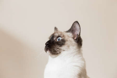Funny siamese cat portrait.の写真素材