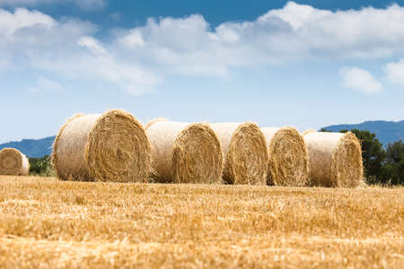 Bales of straw in wheat field.の写真素材