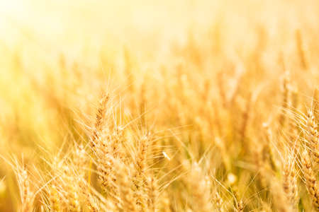 Summer wheat field on a sunny day.の写真素材