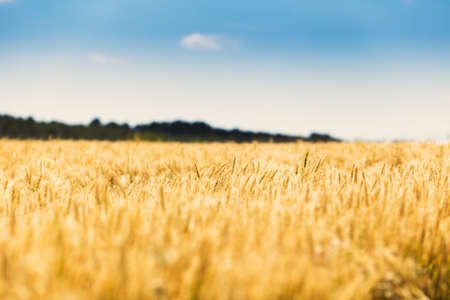 Summer wheat field on a sunny day.の写真素材