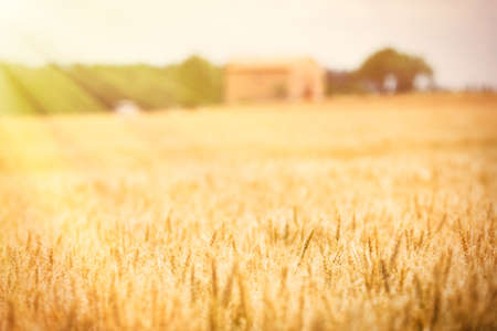 Summer wheat field on a sunny day.の写真素材