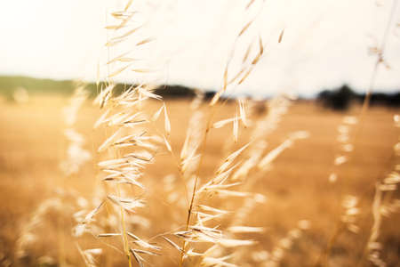 Ear of corn field with great lightの写真素材