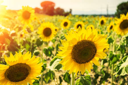 Sunflowers field in afternoon light.の写真素材