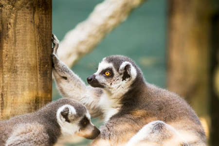 Portrait of a lemur in a zoo.