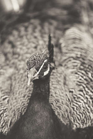 Peacock portrait.の写真素材