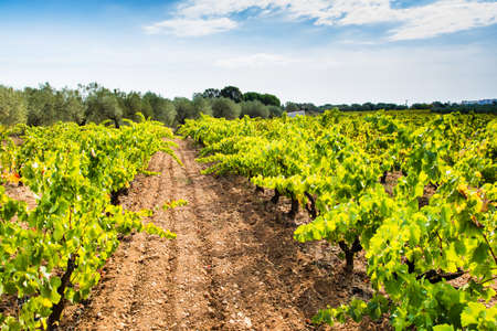 Great vineyard landscape with the ripe grape ready to harvest.の写真素材