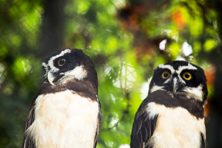 Two owls in a zoo