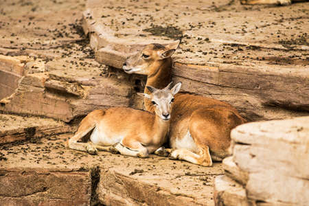 Female mouflon in a zoo.の写真素材