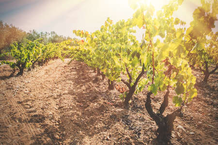 Great vineyard landscape with the ripe grape ready to harvest.