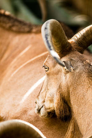 Mouflon in a zoo.の写真素材