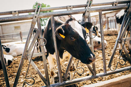 Cow head in a farmの写真素材
