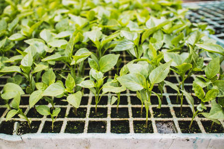 Growing green plants in a box.の写真素材