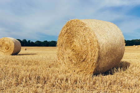 Landscape with bales of hay in summer golden field against blue sky.