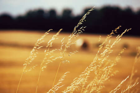 Close up of spikelets in front of blurred golden field of wheat.の写真素材