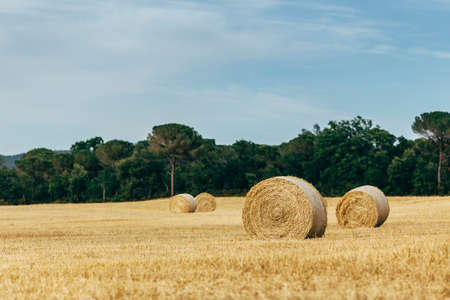 Landscape with bales of hay in summer golden field against blue sky.の写真素材