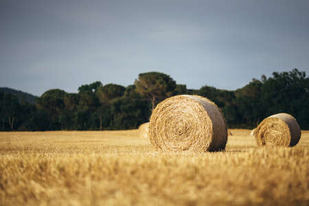 Landscape with bales of hay in summer golden field against blue sky.の写真素材
