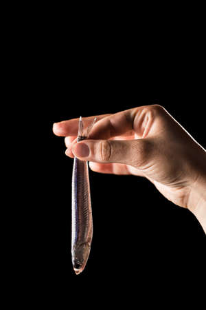 Hand holding fresh anchovy isolated on black background.の写真素材