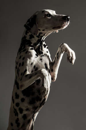 Studio shot of purebred Dalmatian dog with mouth open on grey background.の写真素材