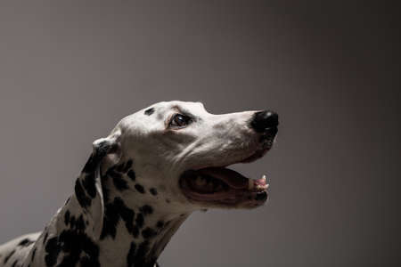 Studio shot of purebred Dalmatian dog with mouth open on grey background.の写真素材