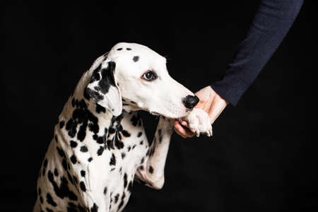 Portrait of purebred Dalmatian giving hand to her ownerの写真素材